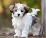 Havachon Puppies For Sale Puppy Love PR